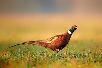 Ringneck Pheasant (Phasianus colchicus) male
