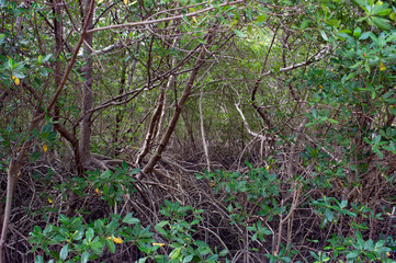 Obraz premium tree in forest