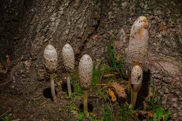 Coprinus comatus, also known as Matacandil, Damper, Barbuda or Monte Chipirón, is a mushroom of the order Agaricales