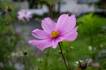 Macro of a pink cosmo flower with long soft delicate pink petals. Green foliage in the blurred background. The center of the flower is yellow with small petals. The bloom is large on a single stalk.
