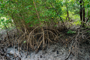 tree in forest