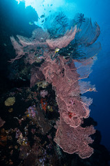 Giant Gorgonian Sea Fan 