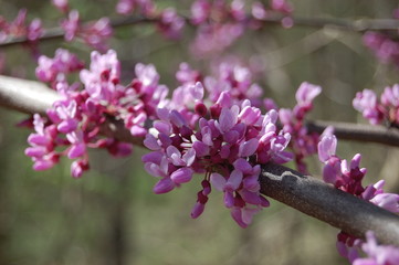 closeup of redbuds on a branch