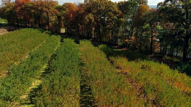 AERIAL Rows Of Fuitless Peach Trees During Fall