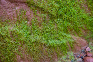 green algae growing on stone