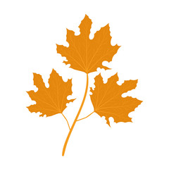 Isolated autumn leaves vector design