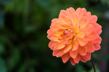 Fall color in the garden, gorgeous orange flower against a dark green nature background