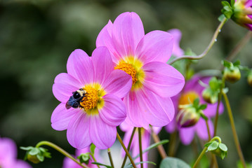 Pink dahlias being pollinated by bumble bee, fall color