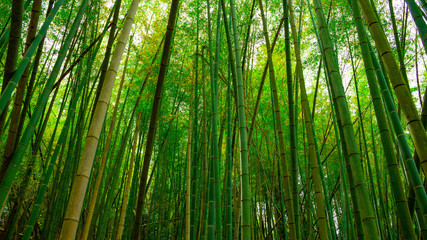 Fototapeta na wymiar Tall green bamboo grove with thick stems