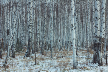 SNOW BIRCHES