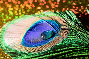 Fototapeta premium trimmed peacock feather with a drop of water on a shiny background