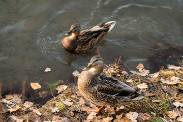 two Mallard ducks on the autumn Bank of the river are waiting for a man to feed them
