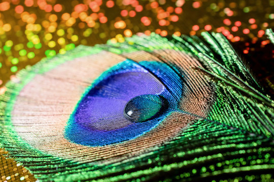 trimmed peacock feather with a drop of water on a shiny background