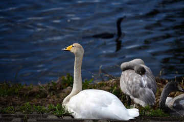 Fototapeta premium オオハクチョウの成鳥、頭が褐色の個体、千葉県、2019年秋