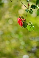 木洩れ日と椿の花です