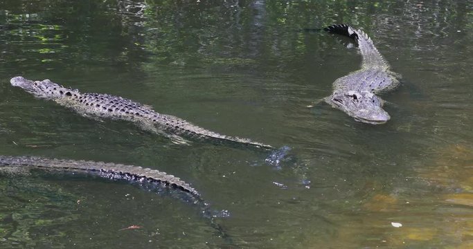 Florida Everglades Alligators swim in swamp river. Everglade National Park southern Florida. Wetland ecosystem. Subtropical climate, landscape, nature, plants and animals. Environmental geology.