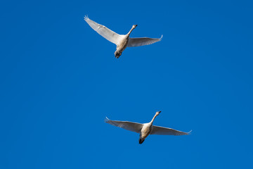 Tundra swan migration.