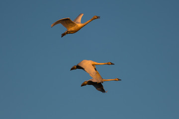 Tundra swan migration.