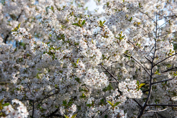 Blooming cherry orchard