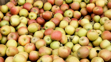 Fresh organic apples from above for sale