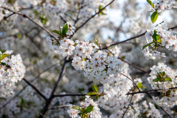 Blooming cherry orchard