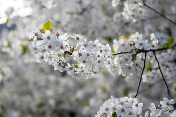 Blooming cherry orchard