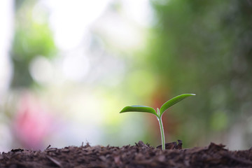 small growing green plant with dark brown soil