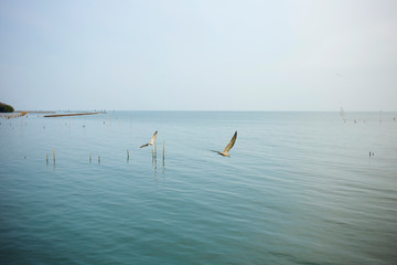 Naklejka premium Seagull flying at Mangrove Forest over the sea