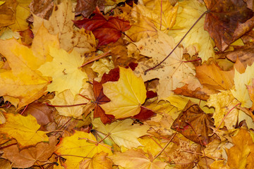 Naklejka na ściany i meble Fall Foilage with yellow and red leaves