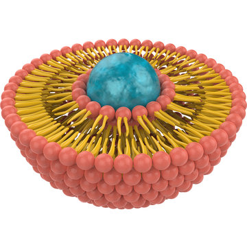 3D Liposome structure reder image