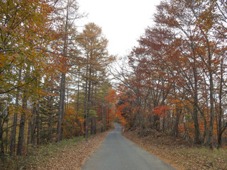 紅葉の山道のイメージ