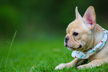 Cute French bulldog playing on green field