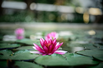 beautiful lotus pink or purple flower on the water after rain in garden.