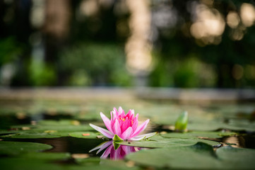 beautiful lotus pink or purple flower on the water after rain in garden.