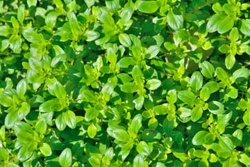 Herb thyme (Thymus komarovii) 2