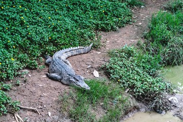 Crocodile farm in Thailand