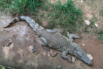 Crocodile farm in Thailand