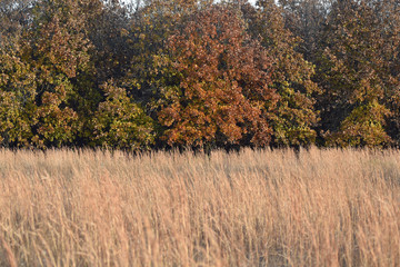 Fall Foliage