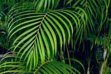 Green leaves pattern,leaf palm tree in the forest