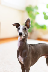 室内で遊ぶイタリアングレイハウンド