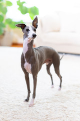 イタリアングレイハウンド