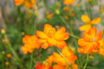 Beautiful flowers in the garden Blooming in the summer.Landscaped Formal Garden.	