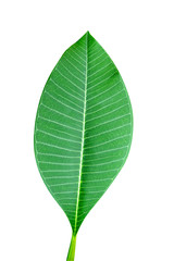Green leaves pattern,leaf Frangipani or Plumeria,isolated on white background,include clipping path