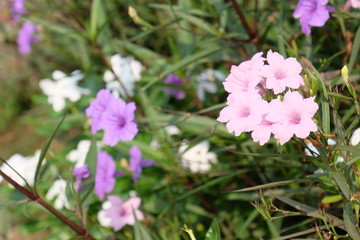 Obraz premium Beautiful flowers in the garden Blooming in the summer.Landscaped Formal Garden. 