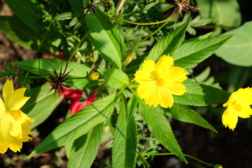 Colorful flowers in the garden.flower blooming.Beautiful flowers in the garden.	