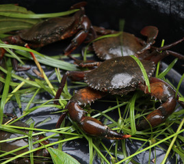 SERRATED MUD CRAB favorite delicious seafood in Thailand
