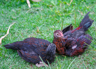 gamecube chicken animal Thailand asia