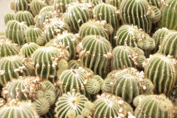 cactus in garden