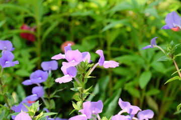 Colorful flowers in the garden.flower blooming.Beautiful flowers in the garden.	