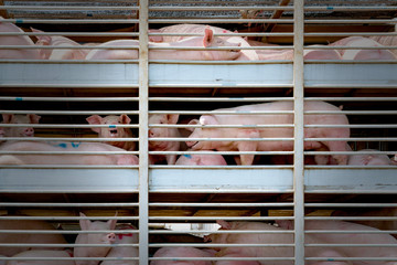 Truck transport pigs